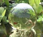 bassin poisson Une boule transparente pour vos poissons