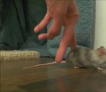 dressage Apprendre aux souris à marcher à reculons