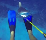 requin attaque Chasseur sous-marin vs. Requin