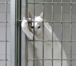 cage evasion loquet Un chat roi de l'évasion
