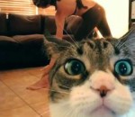 yoga chat  Videobomb d'un chat pendant une séance de yoga