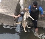 sauvetage riviere Un chien remercie un humain de l'avoir sauvé