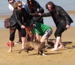 sang attaque chien Un chien attaque des gens sur la plage
