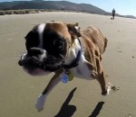 chien Un chien à deux pattes court sur la plage