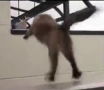 fail saut chat Les chats ne savent pas sauter (Compilation)