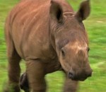rhinoceros bebe Courir avec un bébé rhinocéros