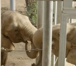 elephant zoo Un éléphant voit un autre éléphant pour la première fois