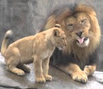 lion 3 lionceaux voient leur papa pour la 1ère fois