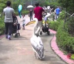 pelican Le pélican caïd du zoo