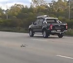 australie voiture Un pigeon prend l'autoroute