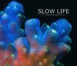 corail timelapse Slow Life