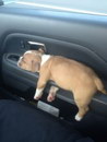 chiot voiture Grosse fatigue