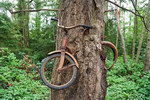 tronc arbre Un vélo incrusté dans un arbre