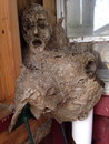 nid Un nid de frelons sur une statue en bois