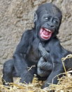 sourire bébé gorille chatouilleux