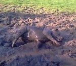 staffordshire Chien dans la boue