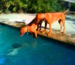 piscine chien Un chien panique en voyant son maitre sous l'eau
