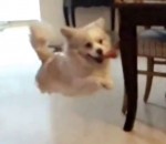chien saut Un chien saute sur un canapé