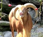 chevre cri Game of Goats