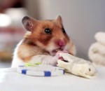 abajoue hamster Un hamster mange des mini burritos