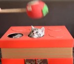 jeu chaton Jeu de la taupe avec des chatons