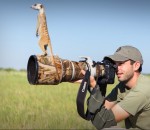 surveillance Un suricate utilise un photographe comme poste de vigie 