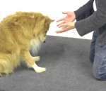 magie reaction chien Tour de magie à des chiens (Part 2)