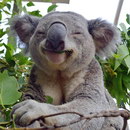 sourire Un koala sourit