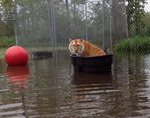 bassine eau tigre Les chats n'aiment pas l'eau