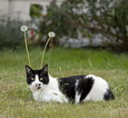 fleur chat antenne Les aliens sont par Minou