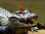 crocodile  Une abeille et un papillon boivent des larmes d'un crocodile