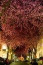 japon fleur Rue remplie de cerisiers du Japon