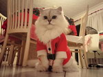 costume chat Chat Père-Noël