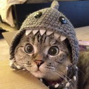 bonnet chat Requin chat