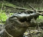 craquement Un alligator mange une tortue
