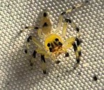 insecte araignee Araignée transparente