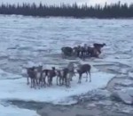 glace riviere Des caribous à la dérive