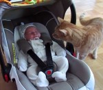 rencontre chat premiere Un chat voit un bébé pour la première fois