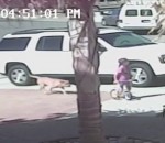 enfant chat attaque Un chat sauve un enfant attaqué par un chien
