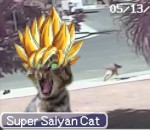 chien chat attaque Un chat Super Saiyan sauve un enfant 