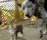 chat ami Un chien ami avec un chaton handicapé