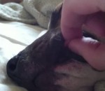 chien langue grande Chien endormi avec une grande langue