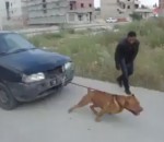 chien tirer Un pitbull tracte une voiture