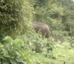 elephant colere Cri d'un éléphant en colère