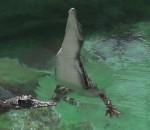 motion Des crocodiles sautent hors de l'eau (slow-motion)