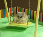 balancoire Un hamster s'amuse dans un terrain de jeux