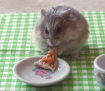 manger repas Un hamster mange une mini pizza 