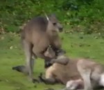 bagarre Un kangourou étrangle un autre kangourou