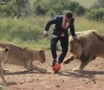 lion  Kevin Richardson joue au football avec des lions