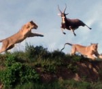 attaque Une lionne attrape une antilope dans les airs
